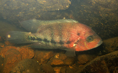 Blackstripe Cichlid photo 3
