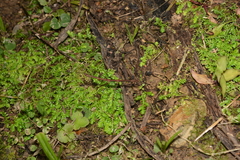 Ocnophiloidea regularis