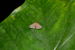 Rejectaria theclalis