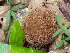 Lycoperdon americanum