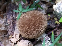 Lycoperdon americanum