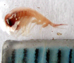 Themisto pacifica