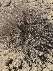 Atriplex confertifolia