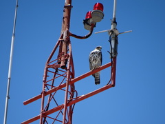 Buteo plagiatus