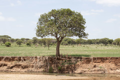 Kigelia africana