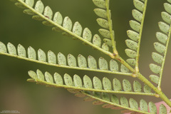 Mimosa bifurca