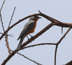 Melaenornis semipartitus