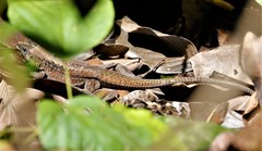 Holcosus leptophrys