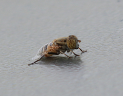 Eristalinus