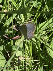Zizina oxleyi