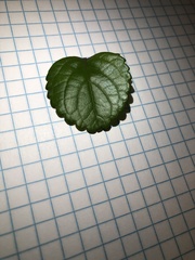 Plectranthus verticillatus