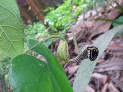 Aristolochia triangularis