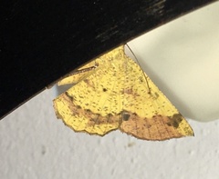 Erastria decrepitaria