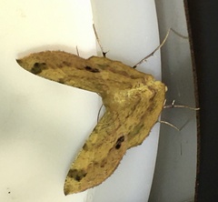 Erastria decrepitaria