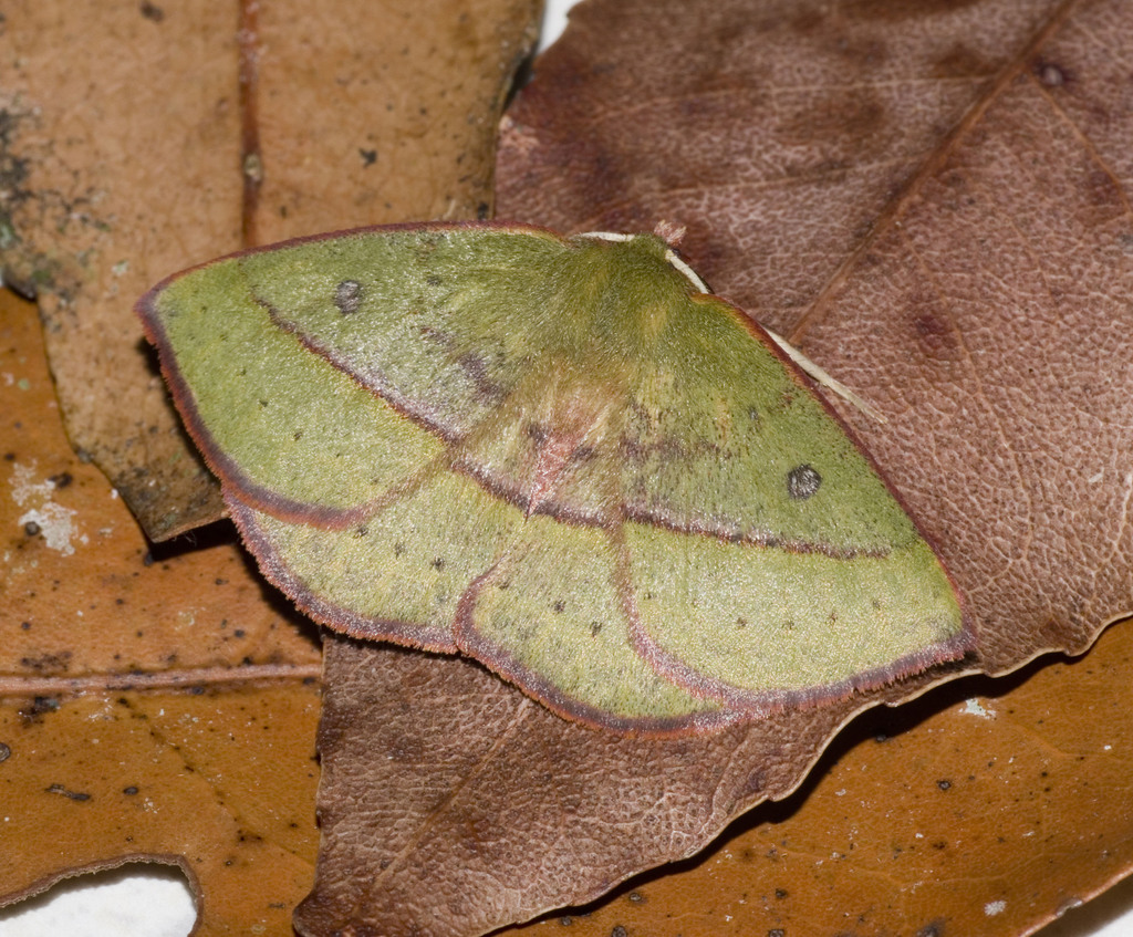 Anthela virescens