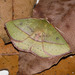 Anthela virescens - Photo (c) Carol Deane,  זכויות יוצרים חלקיות (CC BY-NC), הועלה על ידי Carol Deane