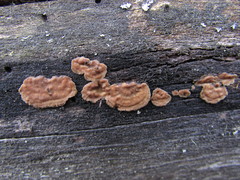 Dacryobolus karstenii