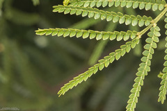 Mimosa bifurca