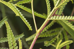 Mimosa bifurca