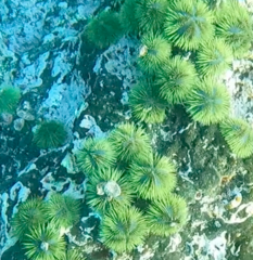 Lytechinus semituberculatus