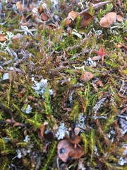 Harrimanella hypnoides