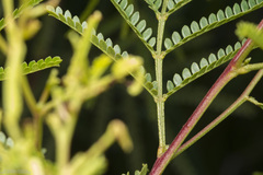 Mimosa bifurca