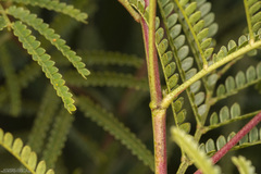 Mimosa bifurca