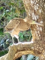 Tigrisoma