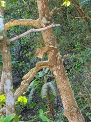 Tigrisoma