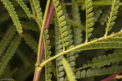 Mimosa bifurca