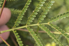 Mimosa bifurca