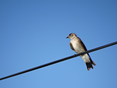 Stelgidopteryx serripennis ridgwayi