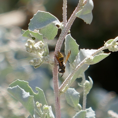Pachodynerus guadulpensis