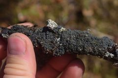 Protopannaria pezizoides