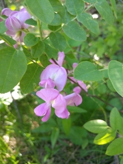 Robinia hispida