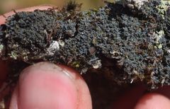 Protopannaria pezizoides