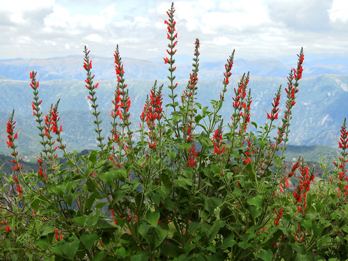 Image of Salvia exserta by no rights reserved