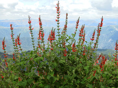 Salvia exserta