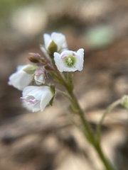Veronica californica