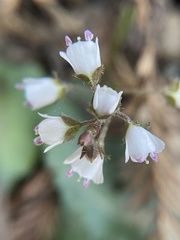 Veronica californica