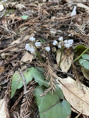 Veronica californica