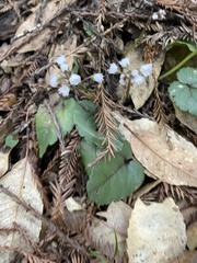 Veronica californica