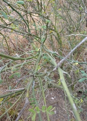 Parkinsonia texana macra