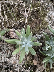 Dudleya virens