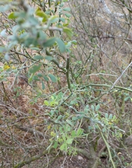 Parkinsonia texana macra