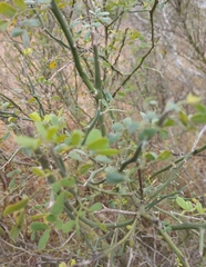 Parkinsonia texana macra