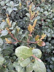 Rhus integrifolia × ovata