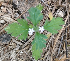 Glandularia quadrangulata