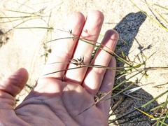 Juncus lesueurii