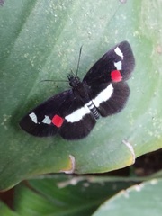 Paramimus stigma stanna